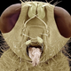 Illustration for article titled The Tongue Of The Dung Fly Speaks Volumes